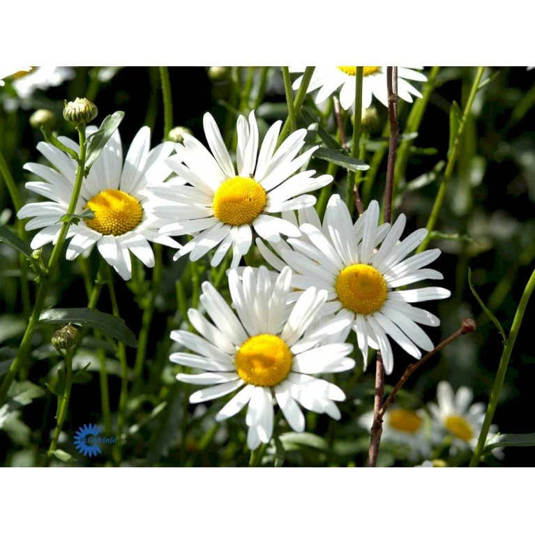 Okseøje 'Maikönigin' Leucanthemum Vulgare 'Maikönigin' Pose Med Frø Eller Løg, 20 4 Okseøje 'Maikönigin' Leucanthemum Vulgare 'Maikönigin' Pose Med Frø Eller Løg, 20 - Billede 2