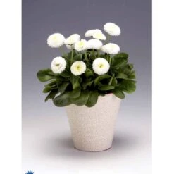 Tusindfryd 'Meadow Daisy' Bellis Perennis L. 'Meadow Daisy' Pose Med Frø Eller Løg, 20 -Osmo Salgsbutik fi6013 bellis perennis 8f9c
