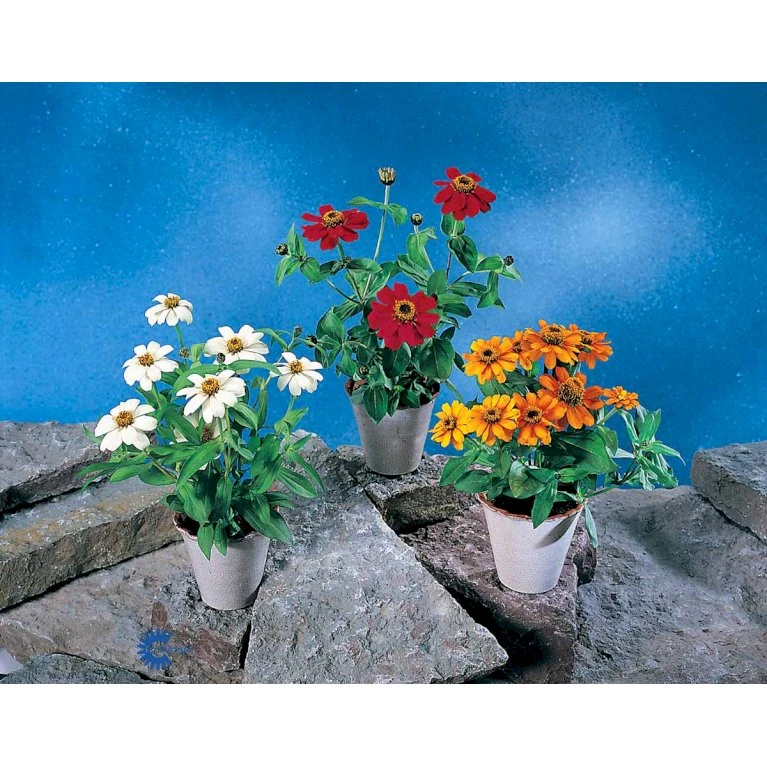 Frøkenhat 'Sunbow Mixed' Zinnia Elegans 'Sunbow Mixed' Pose Med Frø Eller Løg 6 Frøkenhat 'Sunbow Mixed' Zinnia Elegans 'Sunbow Mixed' Pose Med Frø Eller Løg - Billede 4