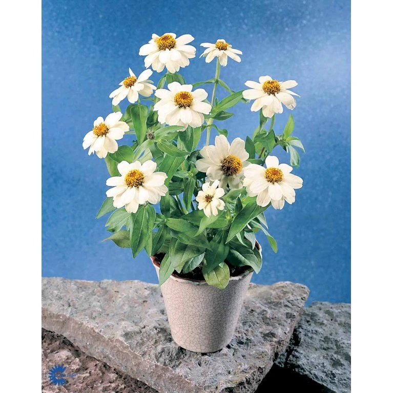 Frøkenhat 'Sunbow Mixed' Zinnia Elegans 'Sunbow Mixed' Pose Med Frø Eller Løg 7 Frøkenhat 'Sunbow Mixed' Zinnia Elegans 'Sunbow Mixed' Pose Med Frø Eller Løg - Billede 5