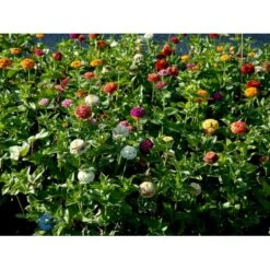 Frøkenhat 'Sunbow Mixed' Zinnia Elegans 'Sunbow Mixed' Pose Med Frø Eller Løg 9 Frøkenhat 'Sunbow Mixed' Zinnia Elegans 'Sunbow Mixed' Pose Med Frø Eller Løg -Osmo Salgsbutik fi6568 zinnia elegans f525