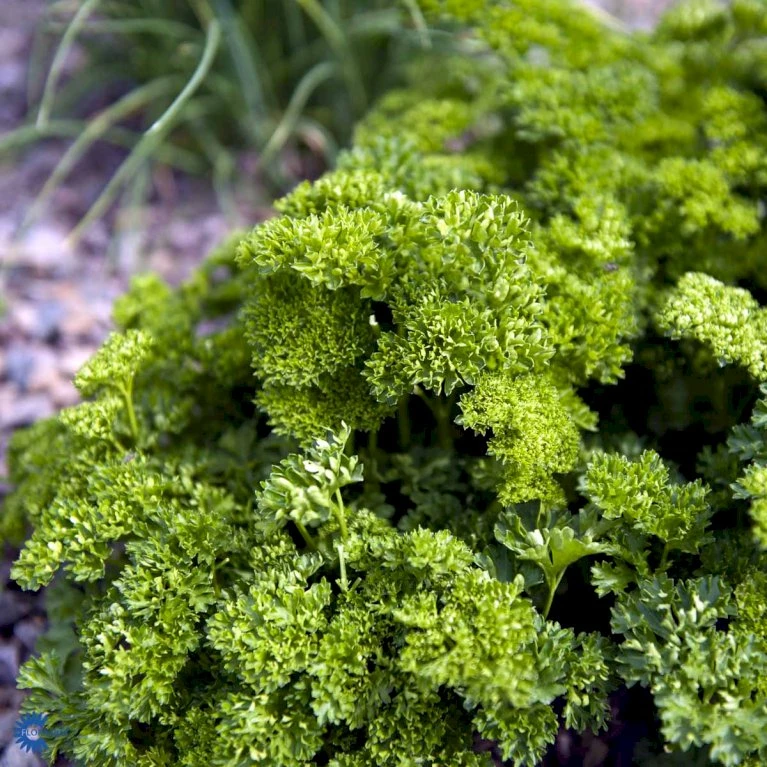 Kruspersille 'Grüne Perle' Øko Petroselinum Crispum 'Grüne Perle' Frøpose, Antal Pr. Pakke, Ca. 120 Stk. 5 Kruspersille 'Grüne Perle' Øko Petroselinum Crispum 'Grüne Perle' Frøpose, Antal Pr. Pakke, Ca. 120 Stk. - Billede 3