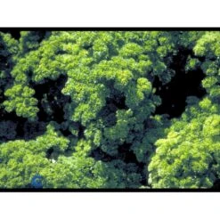 Kruspersille 'Grüne Perle' Øko Petroselinum Crispum 'Grüne Perle' Frøpose, Antal Pr. Pakke, Ca. 120 Stk. 13 Kruspersille 'Grüne Perle' Øko Petroselinum Crispum 'Grüne Perle' Frøpose, Antal Pr. Pakke, Ca. 120 Stk. -Osmo Salgsbutik fi957 petroselinum crispum 42d2