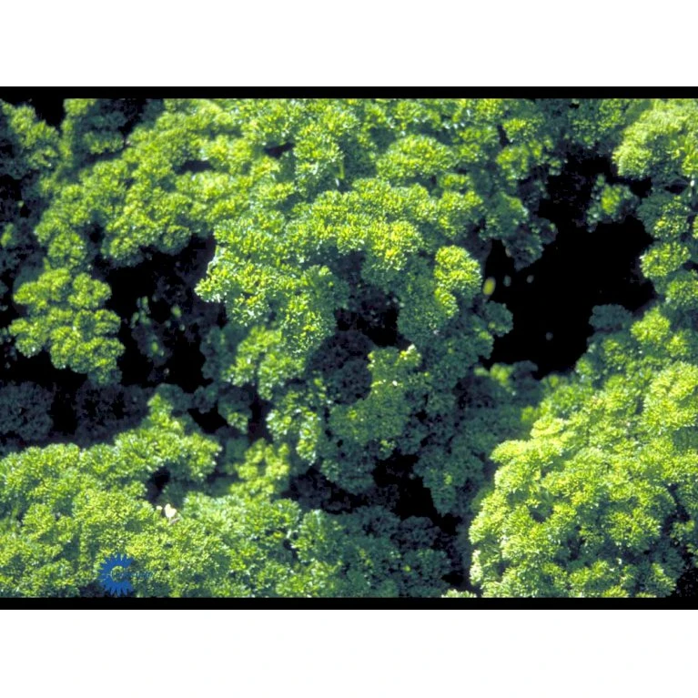 Kruspersille 'Grüne Perle' Øko Petroselinum Crispum 'Grüne Perle' Frøpose, Antal Pr. Pakke, Ca. 120 Stk. 8 Kruspersille 'Grüne Perle' Øko Petroselinum Crispum 'Grüne Perle' Frøpose, Antal Pr. Pakke, Ca. 120 Stk. - Billede 6