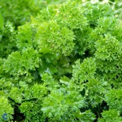 Kruspersille 'Grüne Perle' Øko Petroselinum Crispum 'Grüne Perle' Frøpose, Antal Pr. Pakke, Ca. 120 Stk. 12 Kruspersille 'Grüne Perle' Øko Petroselinum Crispum 'Grüne Perle' Frøpose, Antal Pr. Pakke, Ca. 120 Stk. -Osmo Salgsbutik fi957 petroselinum crispum d67c