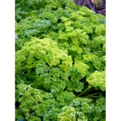 Kruspersille 'Grüne Perle' Øko Petroselinum Crispum 'Grüne Perle' Frøpose, Antal Pr. Pakke, Ca. 120 Stk. 11 Kruspersille 'Grüne Perle' Øko Petroselinum Crispum 'Grüne Perle' Frøpose, Antal Pr. Pakke, Ca. 120 Stk. -Osmo Salgsbutik fi957 petroselinum crispum f1e2