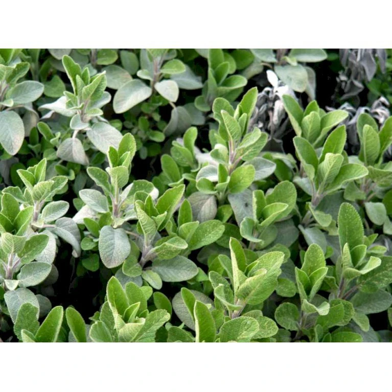 Osmo Lægesalvie Salvia Officinalis L. Pose Med Frø Eller Løg, 5 4 Osmo Lægesalvie Salvia Officinalis L. Pose Med Frø Eller Løg, 5 - Billede 2