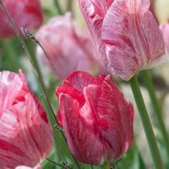 Tulipan 'Hemisphere' XXL Tulips 'Hemisphere' Blomsterløg, Antal Pr. Pakke, Ca. 15
