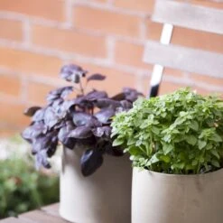 Rød Basilikum 'Rosie' Øko Ocimum Basilicum Var. Purpurascens 'Rosie' Frøpose, Antal Pr. Pakke, Ca. 50 Stk. -Osmo Salgsbutik p20151 54540 ocimum basilicum var purpurascens rosie 6c15