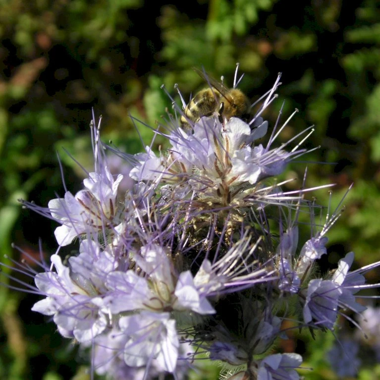 Blå Honningurt Øko Phacelia Tanacetifolia Frøpose, Antal Pr. Pakke, Ca. 40 Stk. 4 Blå Honningurt Øko Phacelia Tanacetifolia Frøpose, Antal Pr. Pakke, Ca. 40 Stk. - Billede 2