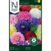 Sommerasters 'Semi-Tall' Mix Callistephus Chinensis 'Semi-Tall' Mix Pose Med Frø Eller Løg, 25 2 Sommerasters 'Semi-Tall' Mix Callistephus Chinensis 'Semi-Tall' Mix Pose Med Frø Eller Løg, 25 -Osmo Salgsbutik p20458 34828 callistephus chinensis semi tall mix dfb7