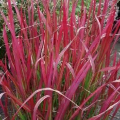 Japansk Blodgræs 'Red Baron' Imperata Cylindrica 'Red Baron' 1 Liter Potte