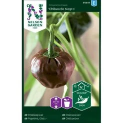 Chilipeber 'Chiluacle Negro' Capsicum Annuum 'Chiluacle Negro'