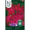Prydtobak 'Crimson Bedder' Nicotiana X Sanderae 'Crimson Bedder' 2 Prydtobak 'Crimson Bedder' Nicotiana X Sanderae 'Crimson Bedder' -Osmo Salgsbutik p33862 37216 nicotiana x sanderae crimson bedder 6e15