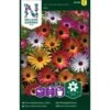Middagsblomst Mix Dorotheanthus Bellidiformis Mix -Osmo Salgsbutik p33879 37231 dorotheanthus bellidiformis mix ebbd