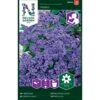 Ægte Heliotrop 'Marine' Heliotropium Arborescens L. 'Marine'
