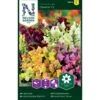 Lav Løvemund 'Cheerio' F2 Mix Antirrhinum Majus 'Cheerio' F2 2 Lav Løvemund 'Cheerio' F2 Mix Antirrhinum Majus 'Cheerio' F2 -Osmo Salgsbutik p33911 37258 antirrhinum majus cheerio f2 0469