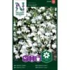 Kantlobelie 'Snowball' Lobelia Erinus 'Snowball' 1 Kantlobelie 'Snowball' Lobelia Erinus 'Snowball' -Osmo Salgsbutik p33917 37263 lobelia erinus snowball 65ff