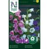 Marieklokke Mix Campanula Medium L. 1 Marieklokke Mix Campanula Medium L. -Osmo Salgsbutik p33934 37279 campanula medium l 2898