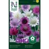 Enårig Papirblomst Mix Xeranthemum Annuum -Osmo Salgsbutik p33939 37283 xeranthemum annuum 8ddc
