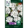 Pelargonie 'Inspire White' F1 Pelargonium X Hortorum 'Inspire White' F1 2 Pelargonie 'Inspire White' F1 Pelargonium X Hortorum 'Inspire White' F1 -Osmo Salgsbutik p33942 37285 pelargonium x hortorum inspire white f1 5cef