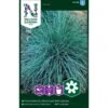 Blåsvingel Festuca 1 Blåsvingel Festuca -Osmo Salgsbutik p33957 37296 festuca 0b06