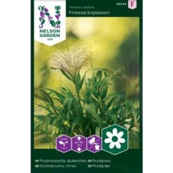 Prydgræs 'Frosted Explosion' Panicum Capillare 'Frosted Explosion'