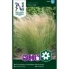 Prydgræs 'Pony Tails' Nassella Tenuissima 'Pony Tails' -Osmo Salgsbutik p33960 37299 nassella tenuissima pony tails d520