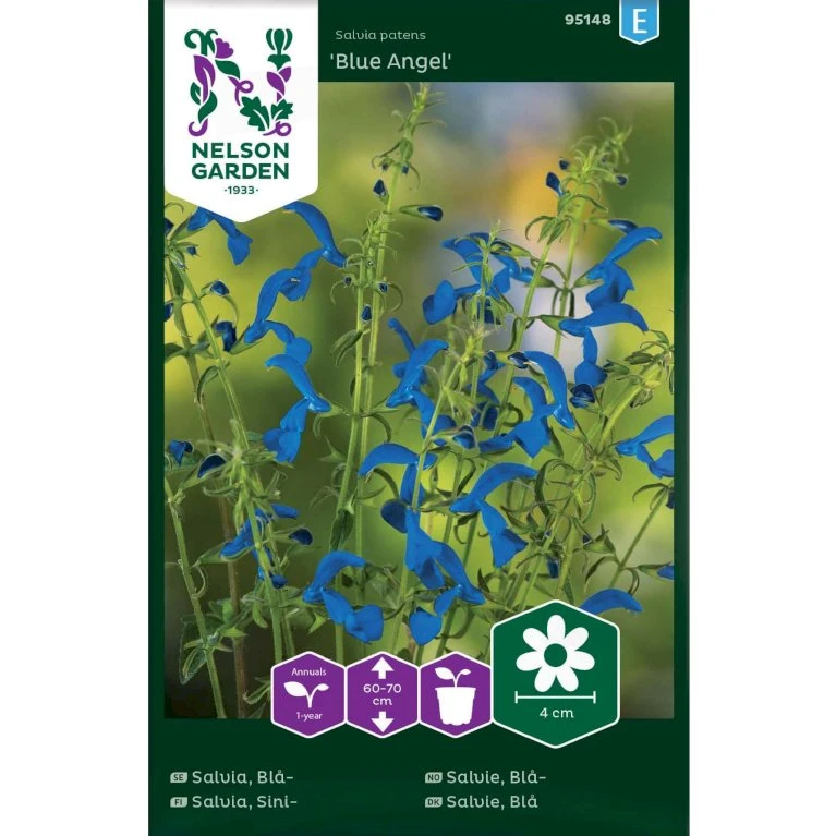 Salvie 'Blue Angel' Salvia Patens 'Blue Angel' 3 Salvie 'Blue Angel' Salvia Patens 'Blue Angel'