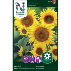 Lav Solsikke 'Sunspot' Helianthus Annuus 'Sunspot'