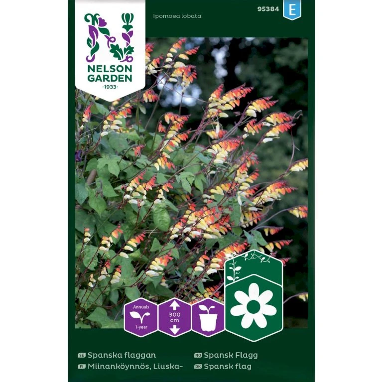 Spansk Flag Ipomoea Lobata 3 Spansk Flag Ipomoea Lobata