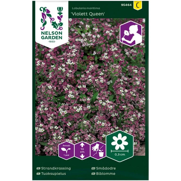 Biblomme 'Violett Queen' Lobularia Maritima 'Violett Queen' 3 Biblomme 'Violett Queen' Lobularia Maritima 'Violett Queen'