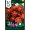 Fløjlsblomst 'Panther' Tagetes Patula 'Panther' 2 Fløjlsblomst 'Panther' Tagetes Patula 'Panther' -Osmo Salgsbutik p34034 37363 tagetes patula panther dcd4