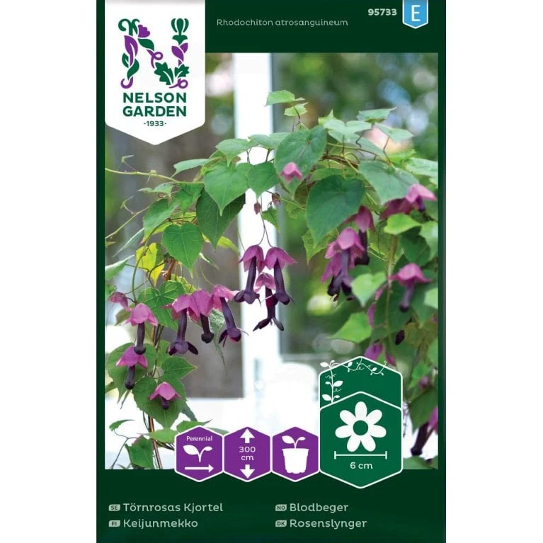 Rosenslynger Rhodochiton Atrosanguineum 3 Rosenslynger Rhodochiton Atrosanguineum