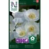 Kornvalmue 'Bridal Silk' Papaver Rhoeas L. 'Bridal Silk' 1 Kornvalmue 'Bridal Silk' Papaver Rhoeas L. 'Bridal Silk' -Osmo Salgsbutik p34049 37374 papaver rhoeas l bridal silk c2a5