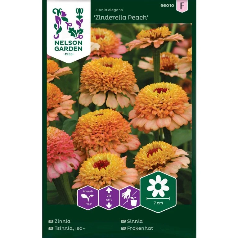 Frøkenhat 'Zinderella Peach' Zinnia Elegans 'Zinderella Peach' 3 Frøkenhat 'Zinderella Peach' Zinnia Elegans 'Zinderella Peach'
