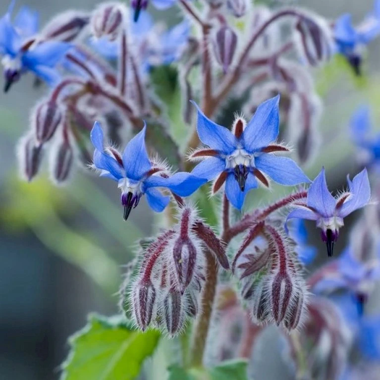 Hjulkrone Øko Borago Officinalis Frøpose, Antal Pr. Pakke, Ca. 20 Stk. 4 Hjulkrone Øko Borago Officinalis Frøpose, Antal Pr. Pakke, Ca. 20 Stk. - Billede 2