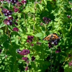 Vild Merian Øko Origanum Vulgare L. Frøpose, Antal Pr. Pakke, Ca. 50 Stk. 9 Vild Merian Øko Origanum Vulgare L. Frøpose, Antal Pr. Pakke, Ca. 50 Stk. -Osmo Salgsbutik p34109 54629 origanum vulgare l 21ef