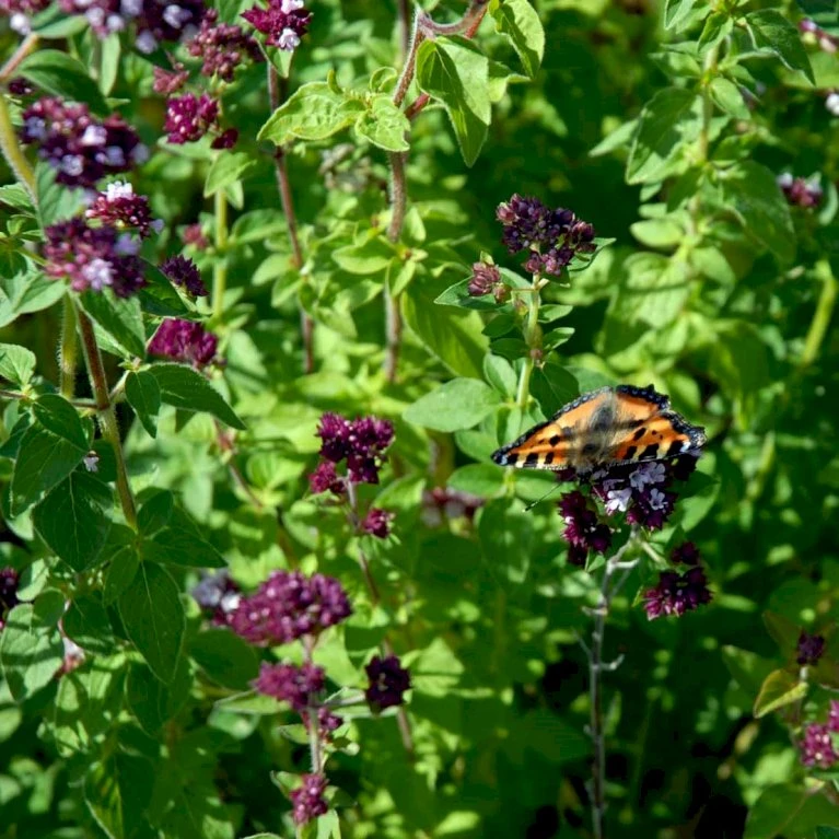 Vild Merian Øko Origanum Vulgare L. Frøpose, Antal Pr. Pakke, Ca. 50 Stk. 5 Vild Merian Øko Origanum Vulgare L. Frøpose, Antal Pr. Pakke, Ca. 50 Stk. - Billede 3