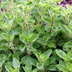 Vild Merian Øko Origanum Vulgare L. Frøpose, Antal Pr. Pakke, Ca. 50 Stk. 10 Vild Merian Øko Origanum Vulgare L. Frøpose, Antal Pr. Pakke, Ca. 50 Stk. -Osmo Salgsbutik p34109 54630 origanum vulgare l eda7