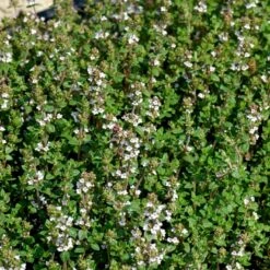 Timian 'German Winter' Øko Thymus Vulgaris L. 'German Winter' Frøpose, Antal Pr. Pakke, Ca. 25 Stk. -Osmo Salgsbutik p34130 54674 thymus vulgaris l german winter e472