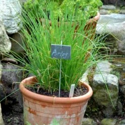 Purløg 'Staro' Øko Allium Schoenoprasum 'Staro' Frøpose, Antal Pr. Pakke, Ca. 12 Stk. 7 Purløg 'Staro' Øko Allium Schoenoprasum 'Staro' Frøpose, Antal Pr. Pakke, Ca. 12 Stk. -Osmo Salgsbutik p34144 54570 allium schoenoprasum staro d087