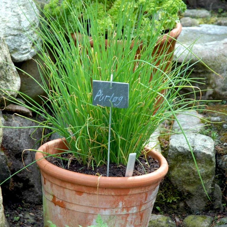 Purløg 'Staro' Øko Allium Schoenoprasum 'Staro' Frøpose, Antal Pr. Pakke, Ca. 12 Stk. 5 Purløg 'Staro' Øko Allium Schoenoprasum 'Staro' Frøpose, Antal Pr. Pakke, Ca. 12 Stk. - Billede 3