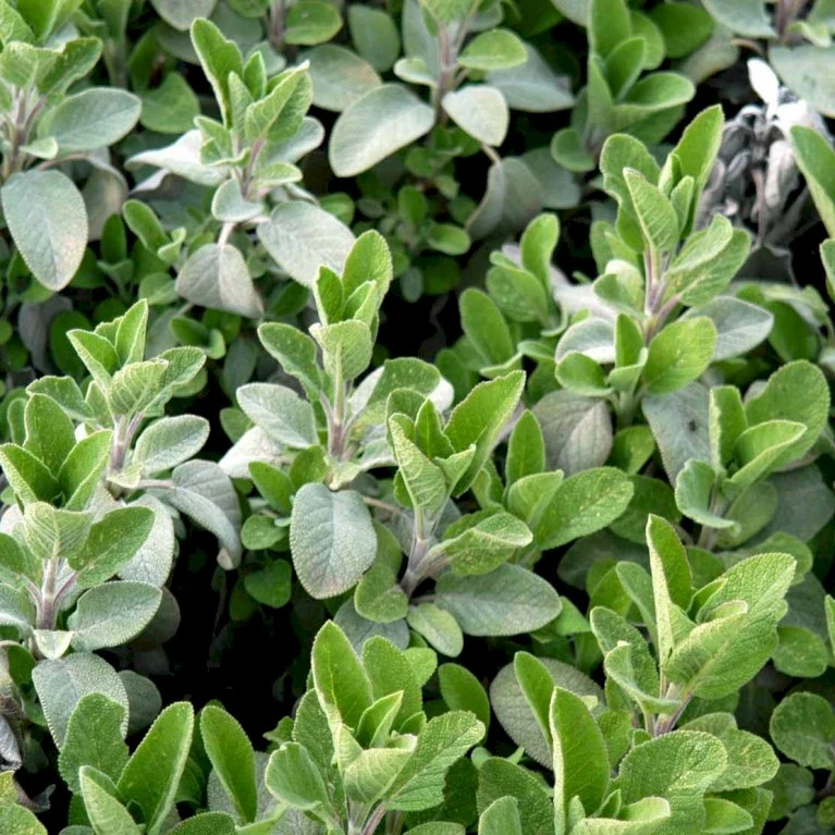 Lægesalvie Øko Salvia Officinalis L. Frøpose, Antal Pr. Pakke, Ca. 14 Stk. 4 Lægesalvie Øko Salvia Officinalis L. Frøpose, Antal Pr. Pakke, Ca. 14 Stk. - Billede 2