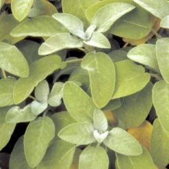 Lægesalvie Øko Salvia Officinalis L. Frøpose, Antal Pr. Pakke, Ca. 14 Stk. 8 Lægesalvie Øko Salvia Officinalis L. Frøpose, Antal Pr. Pakke, Ca. 14 Stk. -Osmo Salgsbutik p34150 54663 salvia officinalis l 9072