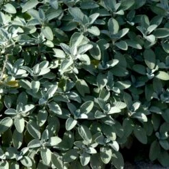 Lægesalvie Øko Salvia Officinalis L. Frøpose, Antal Pr. Pakke, Ca. 14 Stk. 9 Lægesalvie Øko Salvia Officinalis L. Frøpose, Antal Pr. Pakke, Ca. 14 Stk. -Osmo Salgsbutik p34150 54664 salvia officinalis l 1941