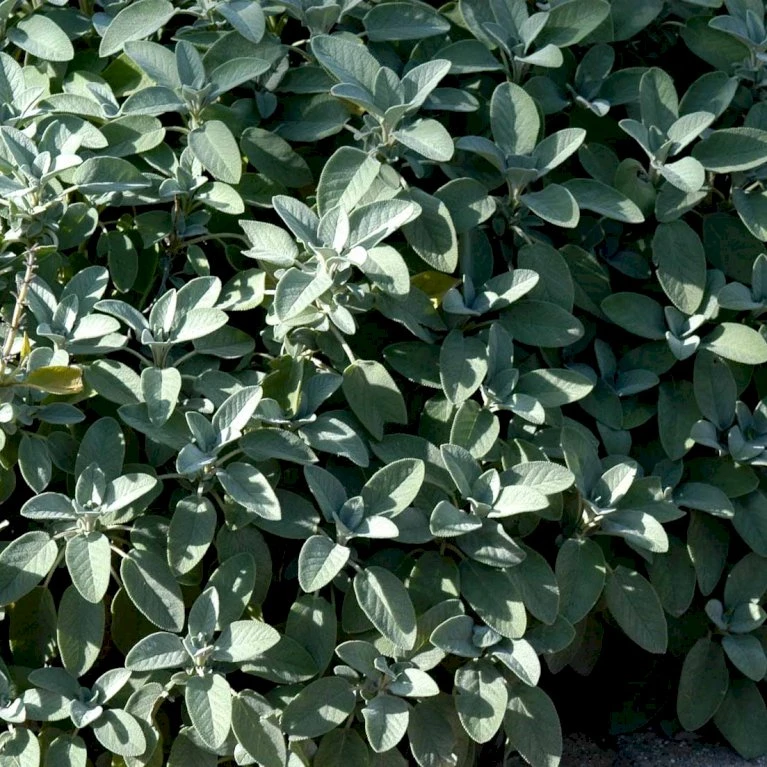 Lægesalvie Øko Salvia Officinalis L. Frøpose, Antal Pr. Pakke, Ca. 14 Stk. 6 Lægesalvie Øko Salvia Officinalis L. Frøpose, Antal Pr. Pakke, Ca. 14 Stk. - Billede 4