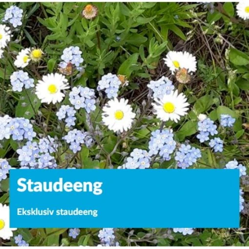 Eksklusiv Staude Eng Staude Eng 1 Kg. Pose -Osmo Salgsbutik p34380 23501 staudeeng ac1d