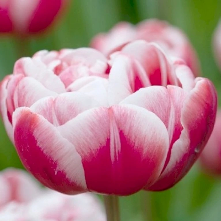 Tulipan 'Drumline' Tulips 'Drumline' Blomsterløg, Antal Pr. Pakke, Ca. 5 Stk. 3 Tulipan 'Drumline' Tulips 'Drumline' Blomsterløg, Antal Pr. Pakke, Ca. 5 Stk.