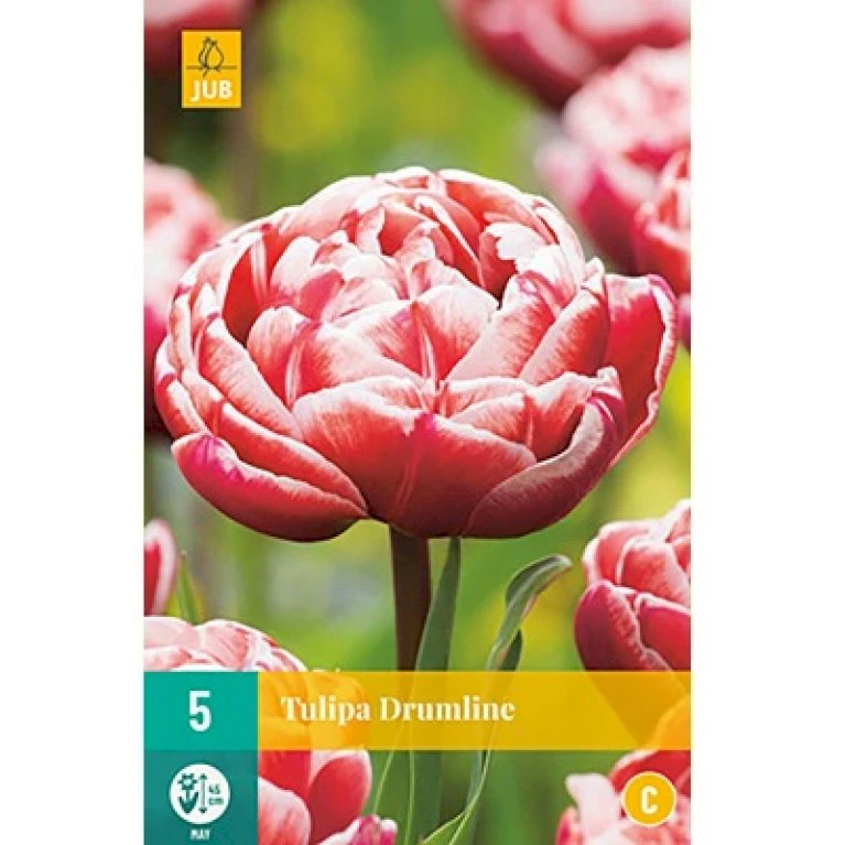 Tulipan 'Drumline' Tulips 'Drumline' Blomsterløg, Antal Pr. Pakke, Ca. 5 Stk. 4 Tulipan 'Drumline' Tulips 'Drumline' Blomsterløg, Antal Pr. Pakke, Ca. 5 Stk. - Billede 2
